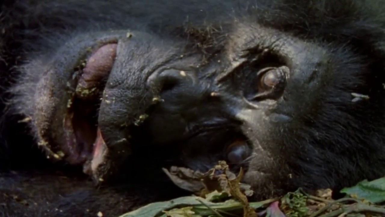 Mountain Gorilla A Shattered Kingdom ★ Documentary Discovery Channel