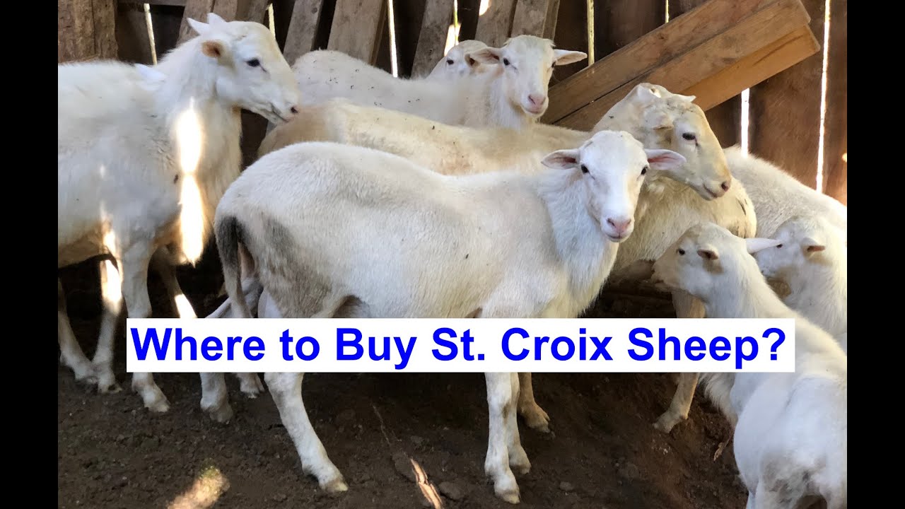 Where to Buy St. Croix Sheep? - Chemical Free Organic Sheep for Sale