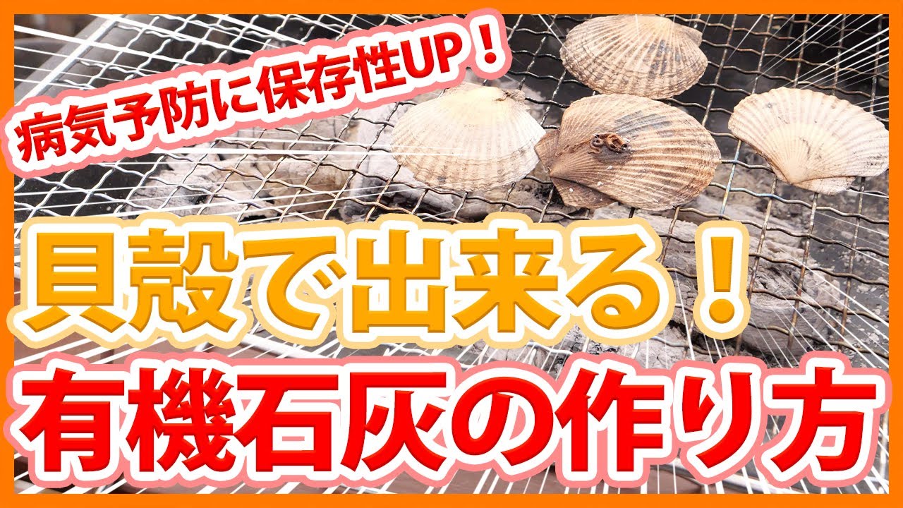 家庭菜園や農園栽培でホタテの殻を畑に撒ける石灰に！？食べ終わった貝殻を土作りに使える栽培資材に有効活用する方法！【農家直伝】Tips for making lime from shells.