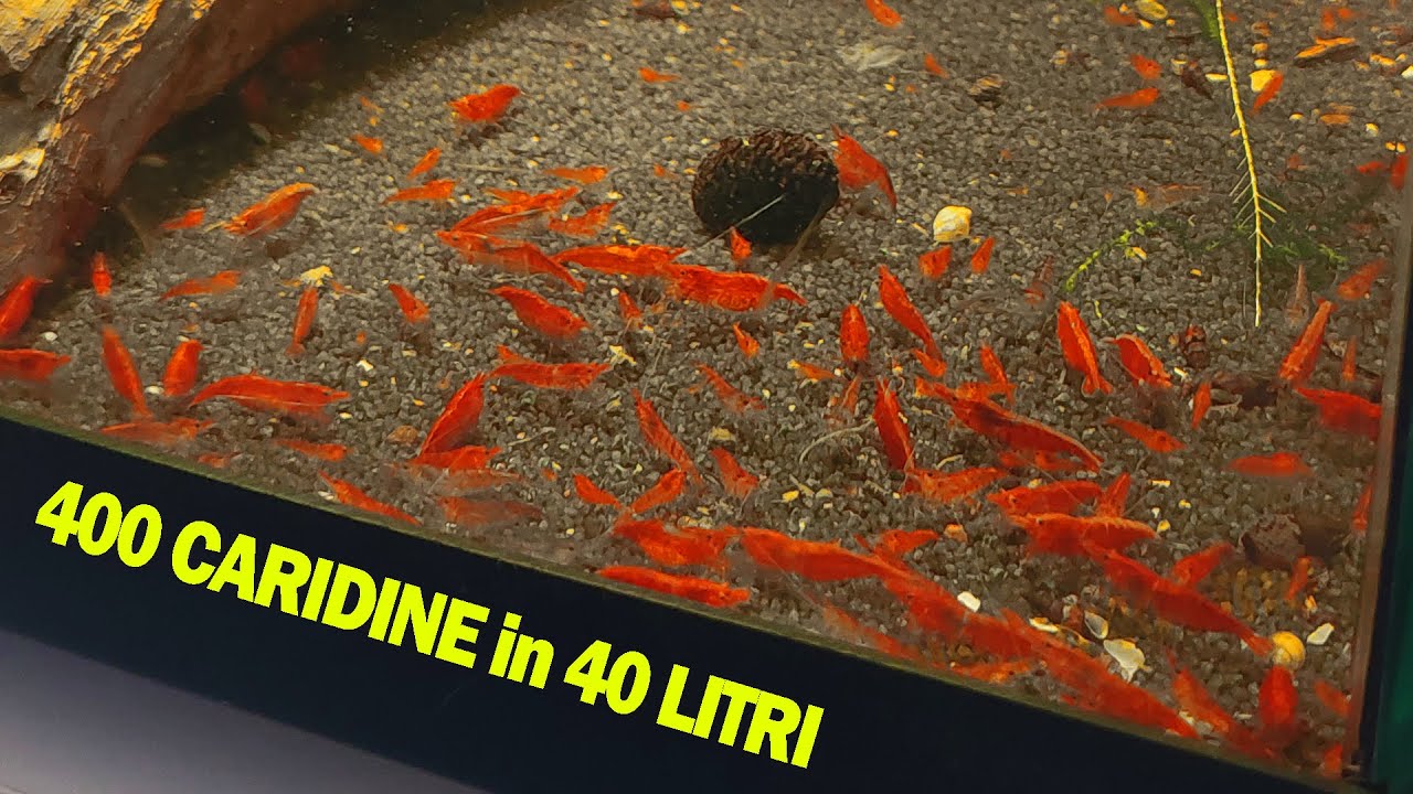 400 CARIDINE in 40 litri (da che erano 10)