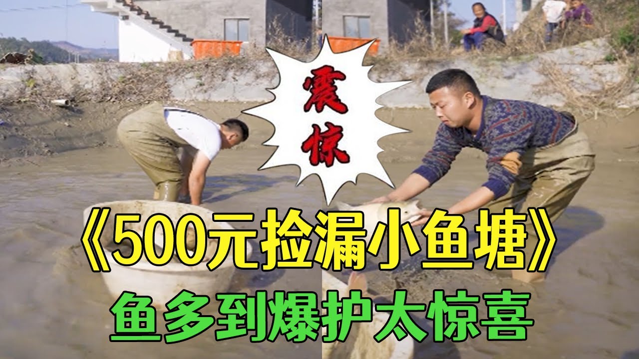 500元撿漏壹個小魚塘，魚多到爆護太驚喜！