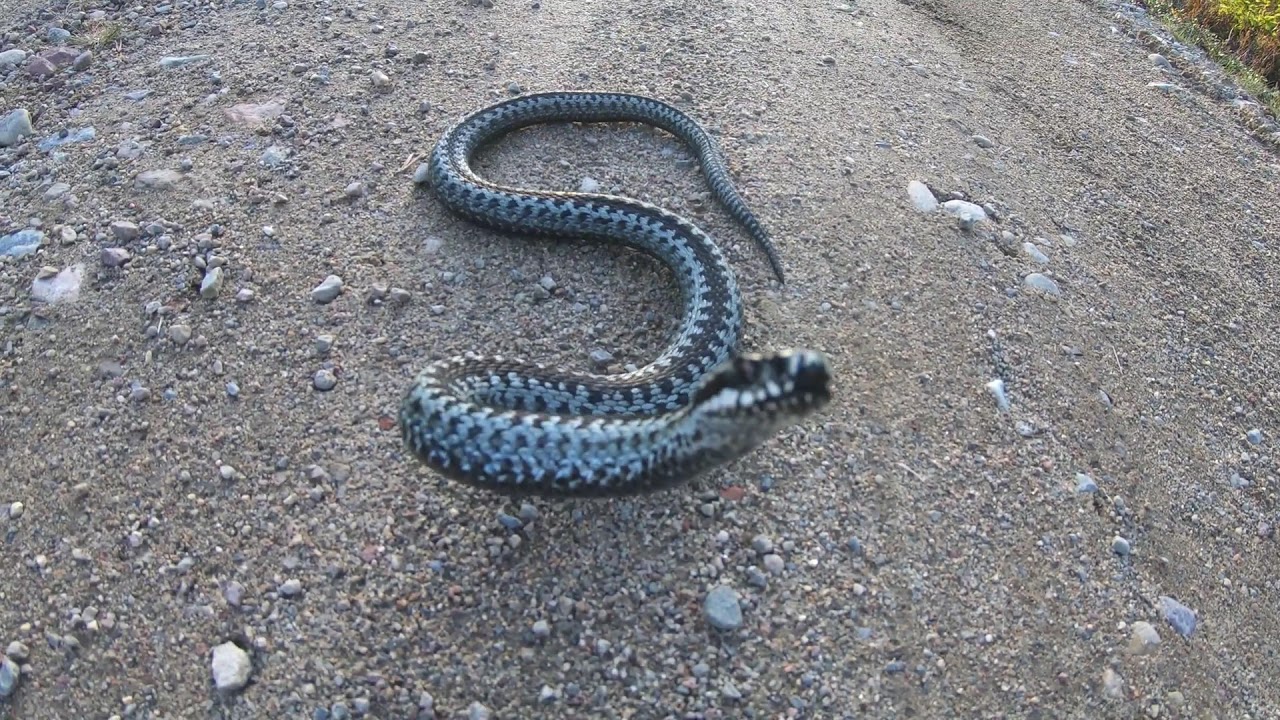 Kreuzotter (Vipera berus) f&uuml;hlt sich bel&auml;stigt