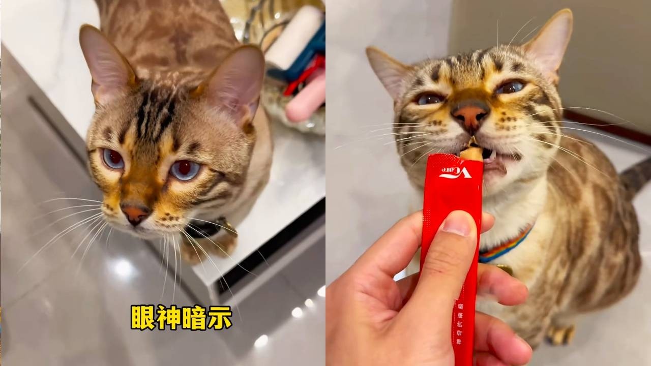 這麼多按鈕還是不夠用，八條：我想吃這個！#八條 #貓咪小院的日常