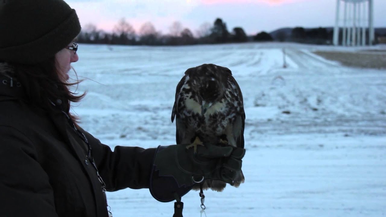 Red-tailed Hawk (Buteo jamaicensis) Falconry Training