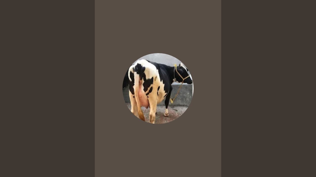 Nitish Kumar dairy farm  is live