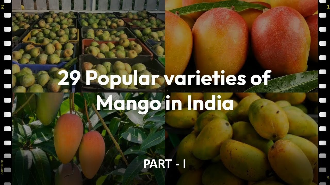 29 Popular varieties of Mango in India | PART 1 | Top best mango varieties