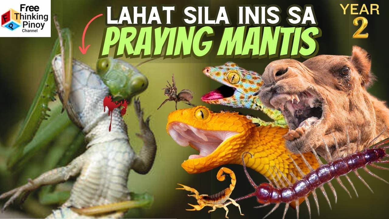 Mantis VS WILD ANIMALS | Mga hayop na Lumaban sa Mantis