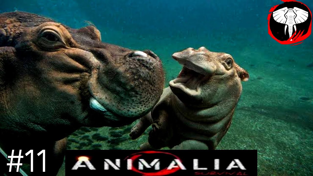 Hippo Territory - Defending Against Predators in the Savannah - Animalia Survival Hippo Gameplay