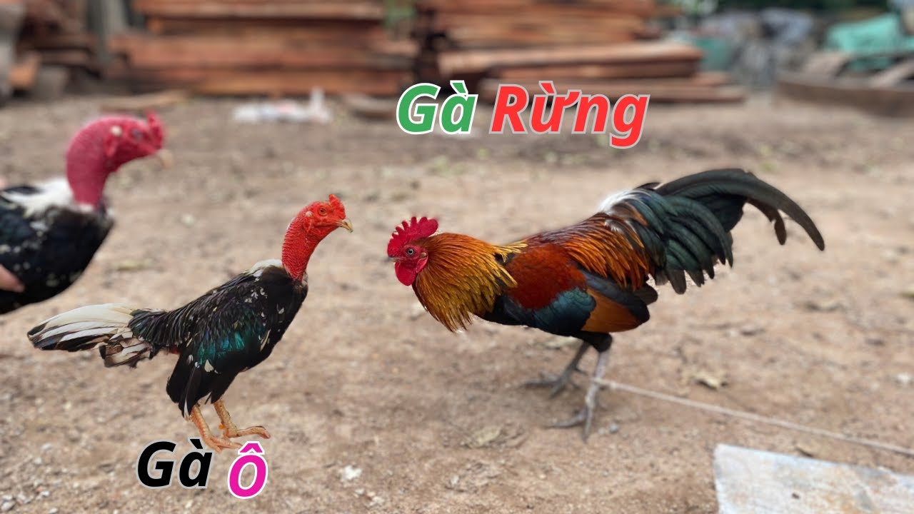 Gà Hơ Mông đã nở và mang chú gà rừng đi phơi nắng ngoài vườn | Hùng Thổ