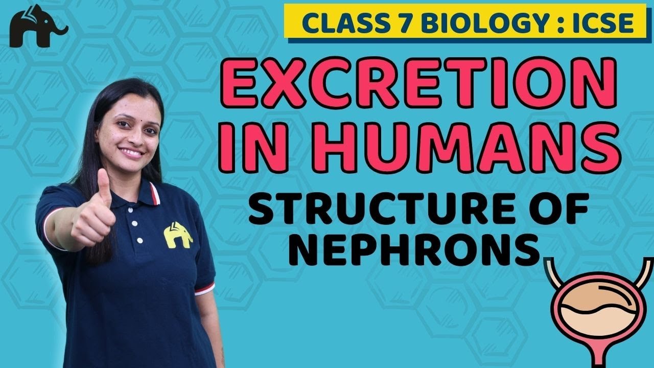 Excretion in Humans Class 7 ICSE Biology Chapter 5 | Selina | Structure of Nephrons