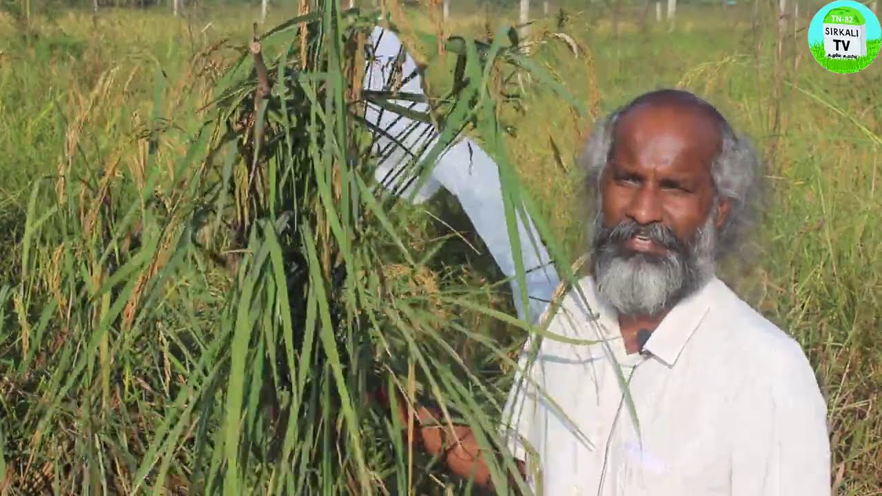 சென்ற வருட அறுவடையின்போது கொட்டிய நெல்கள் இந்த வருடம் ஆடி மாதம் மழைக்கு தானாக முளைத்த அதிசயம்