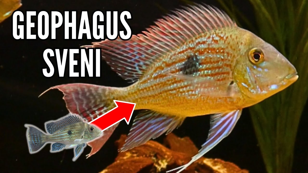 Geophagus Sveni | Growth Rate & Evolution