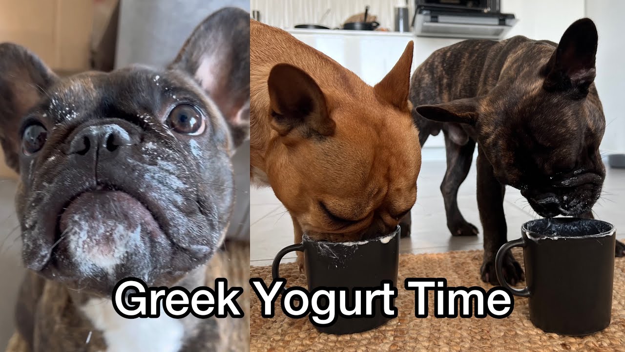 My Dogs Love Greek Yogurt 🍦