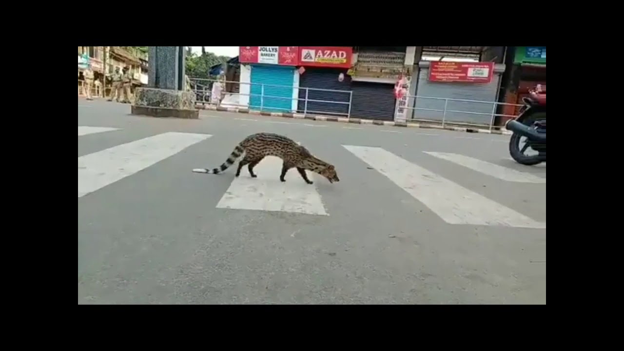 Spotted Malabar civet... A critically endangered mammal not seen until 1990 resurfaces for the first