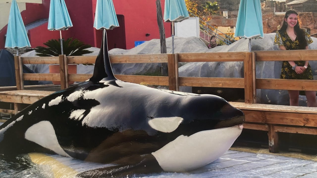 KILLER WHALE TOUR| marineland france| FEEDING AND PLAYING with a KILLER WHALE| Keijo| 2022