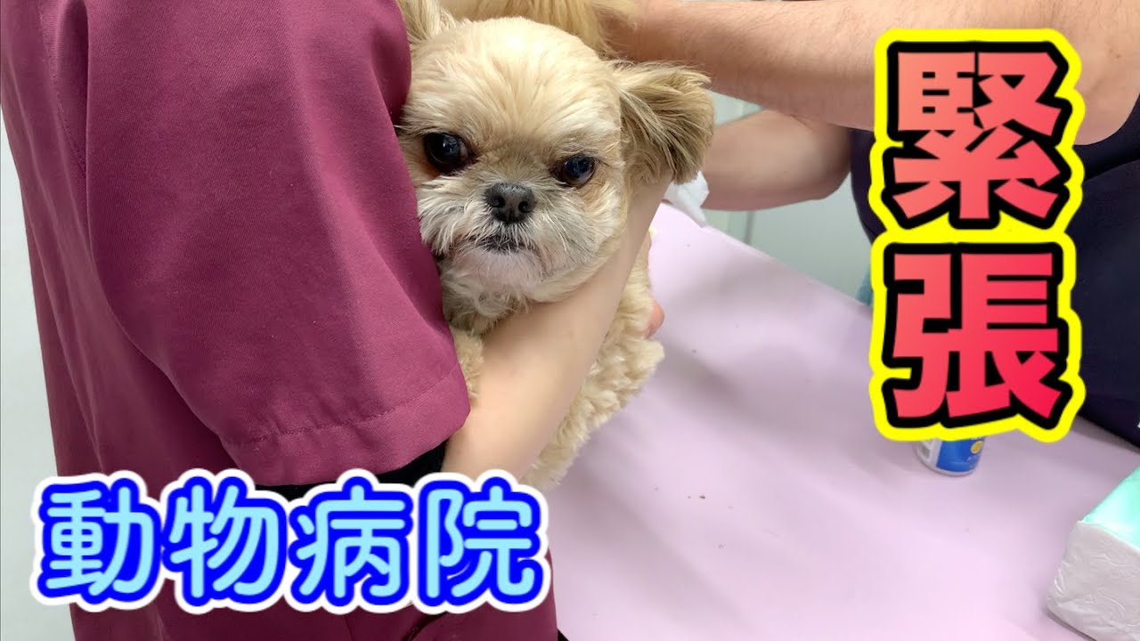 【犬 動物病院】爪切り＆肛門腺絞り チワワ×シーズー