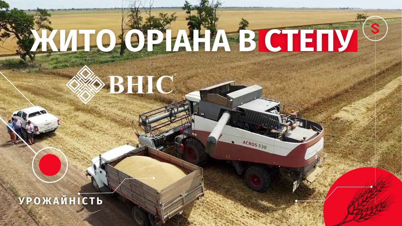 Озиме жито Оріана. Екстремальні умови Півдня України