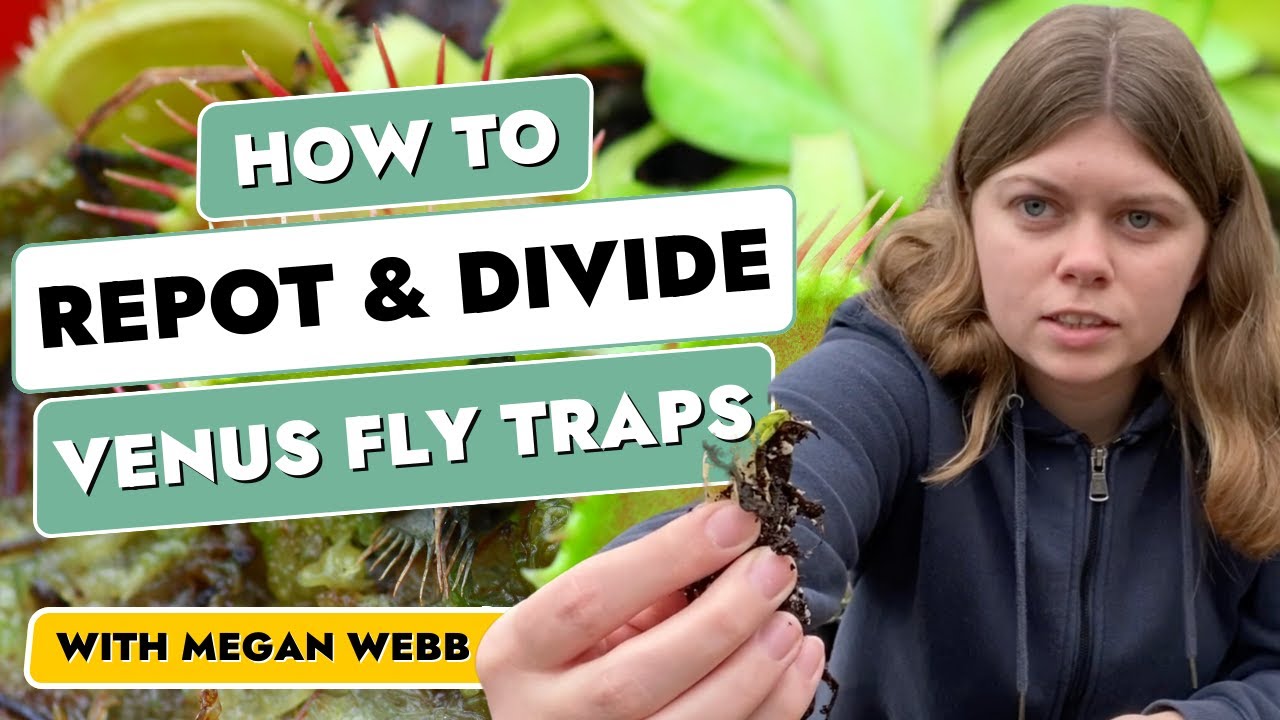 Dividing & Repotting Venus Fly Traps &ndash; A Step-by-Step Guide With Megan Webb