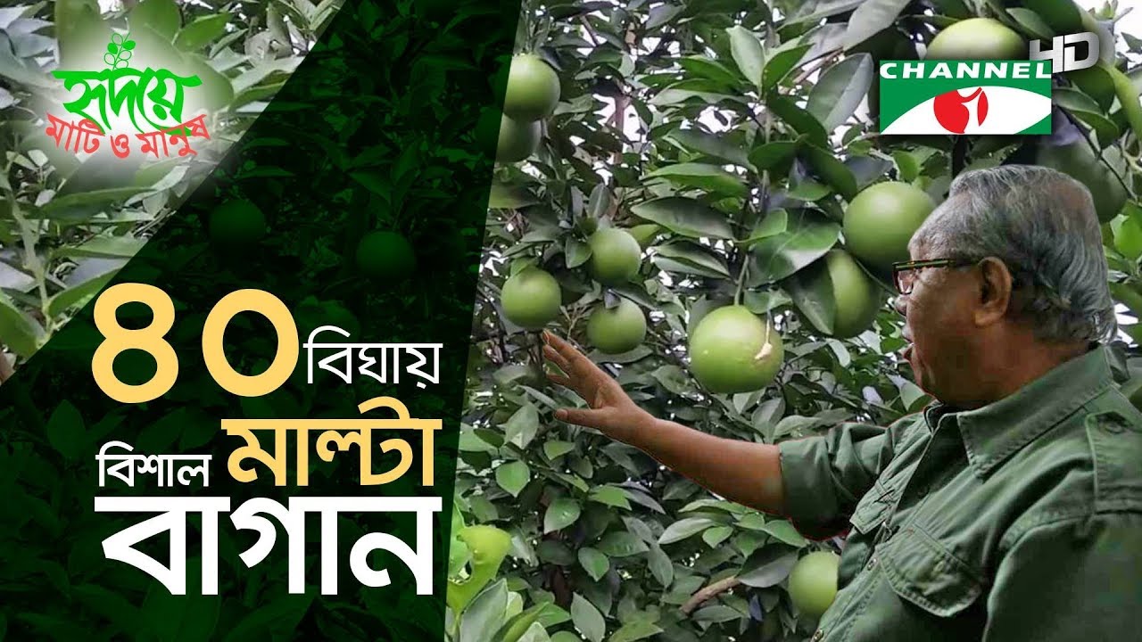 ৪০ বিঘায় বিশাল মাল্টা বাগান | Shykh Seraj | Channel i |