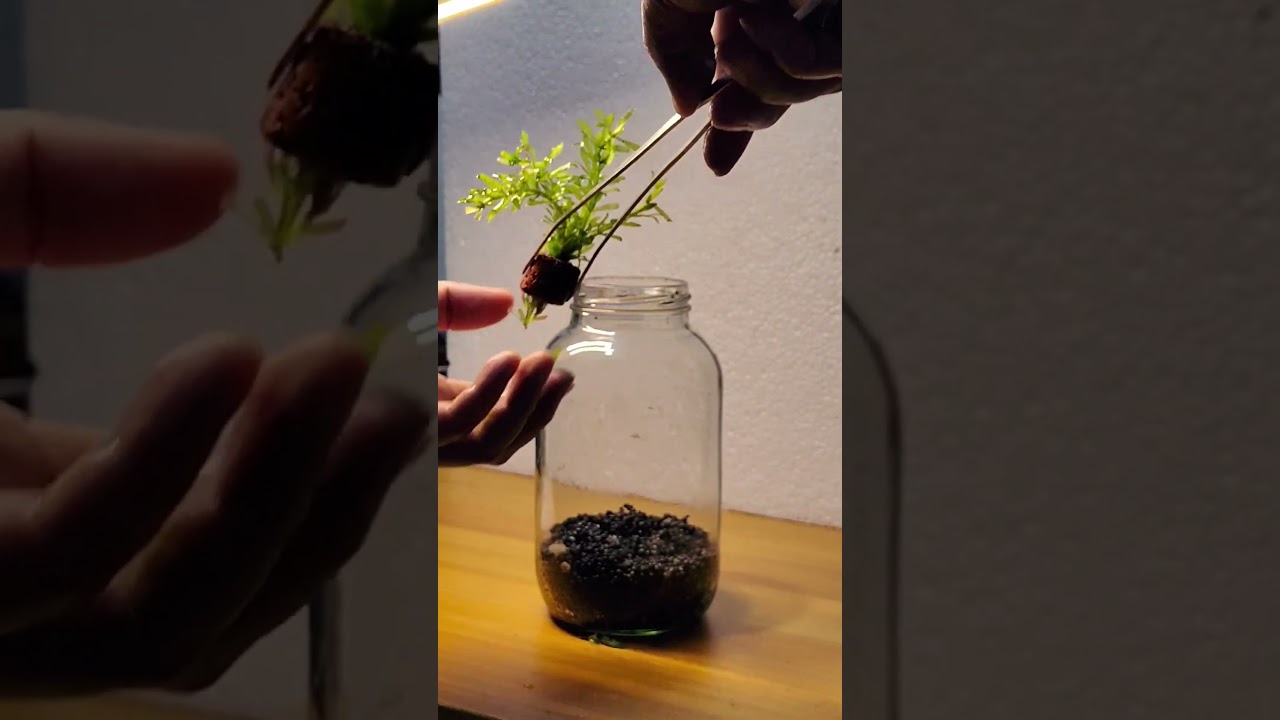 Simple aquascape in a glass jar. #aquarium #nanotank #aquascape