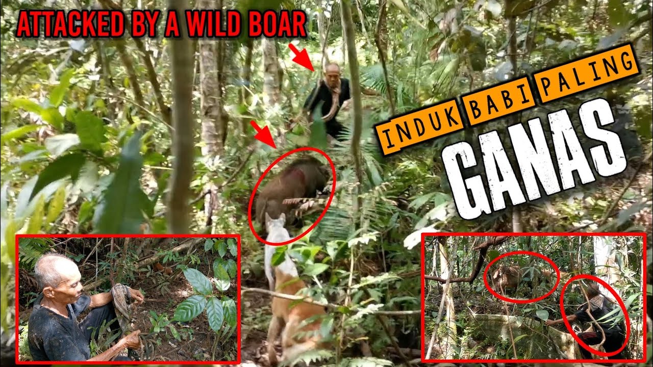 BERNASIB NAAS😭 KAKI & TANGAN BAPAK INI TERLUKA PARAH DI SERANG BABI HUTAN | Attacked By A Wild Boar.