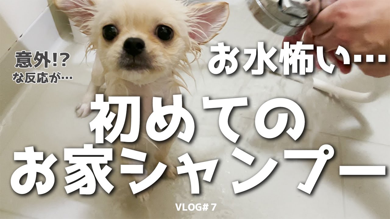 初めてのお家シャンプー - パピー - 子犬 - ペキチワ  / ちゃみの日常 #7【Pekingese × Chihuahua Daily Life】