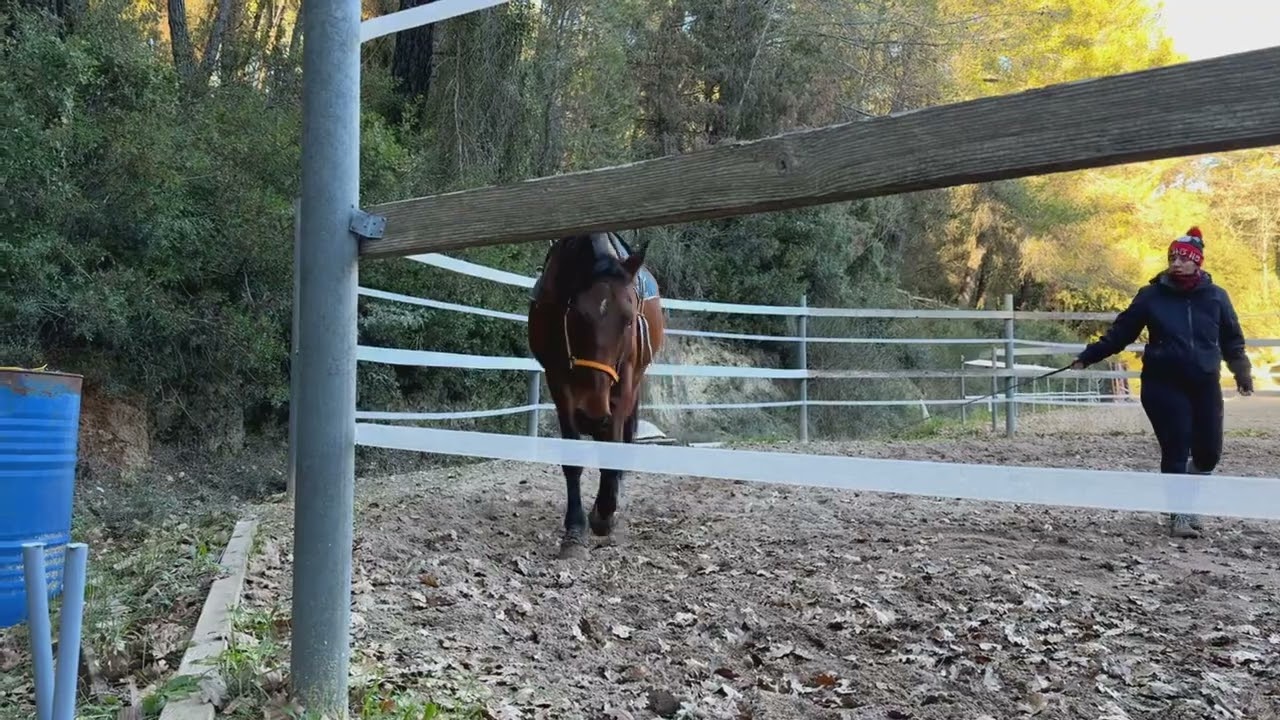 On fait un peu d’exercices à Lover 🐎