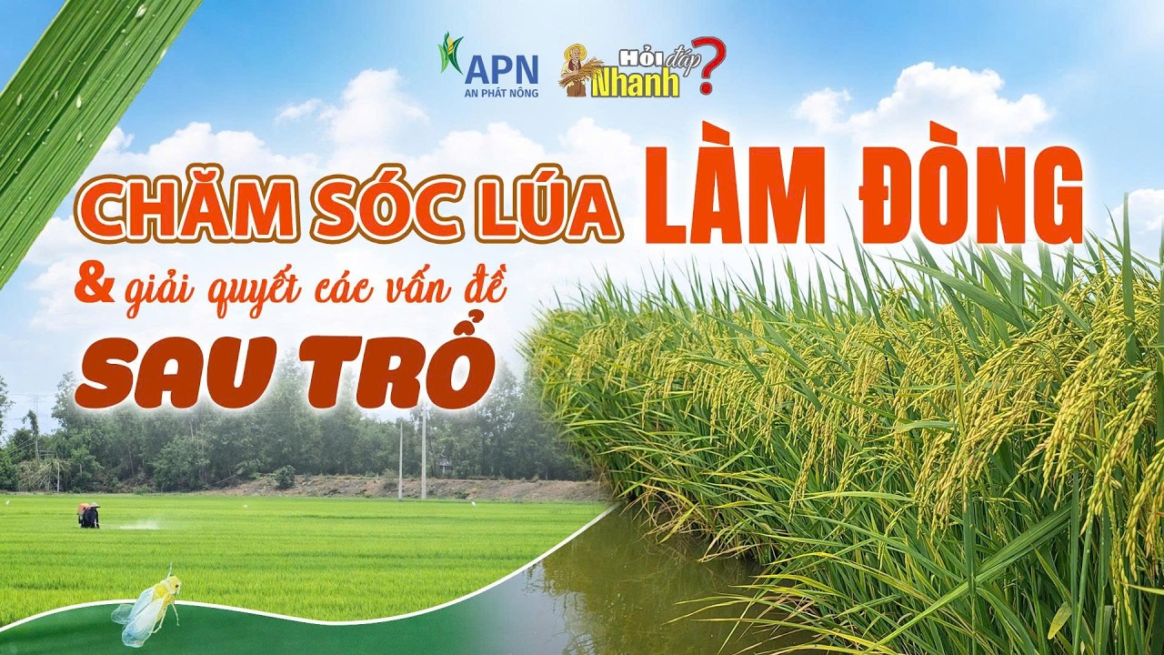 APN - CHĂM SÓC LÚA LÀM ĐÒNG | GIẢI QUYẾT CÁC VẤN ĐỀ SAU TRỔ