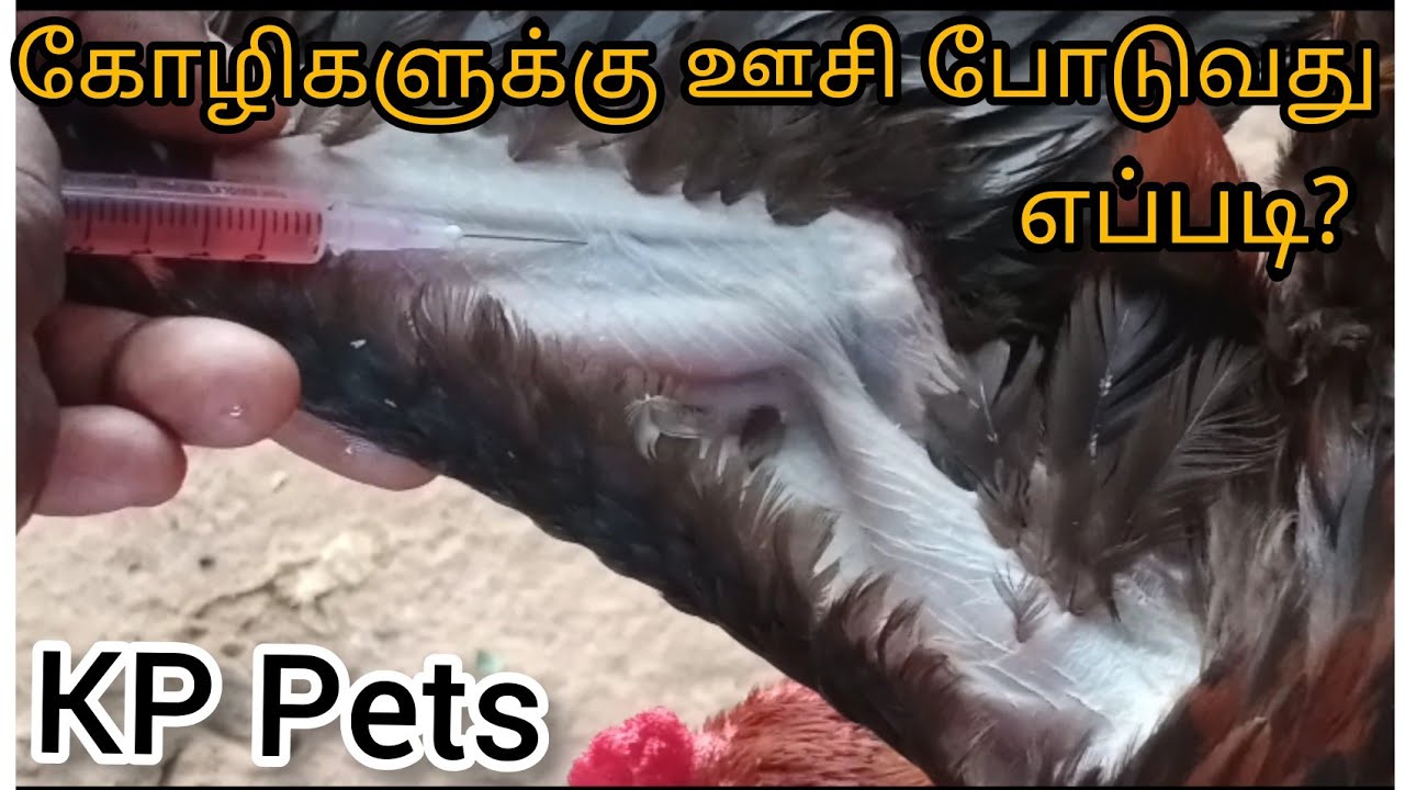 கோழிகளுக்கு தடுப்பூசி போடுவது எப்படி? | KP Pets