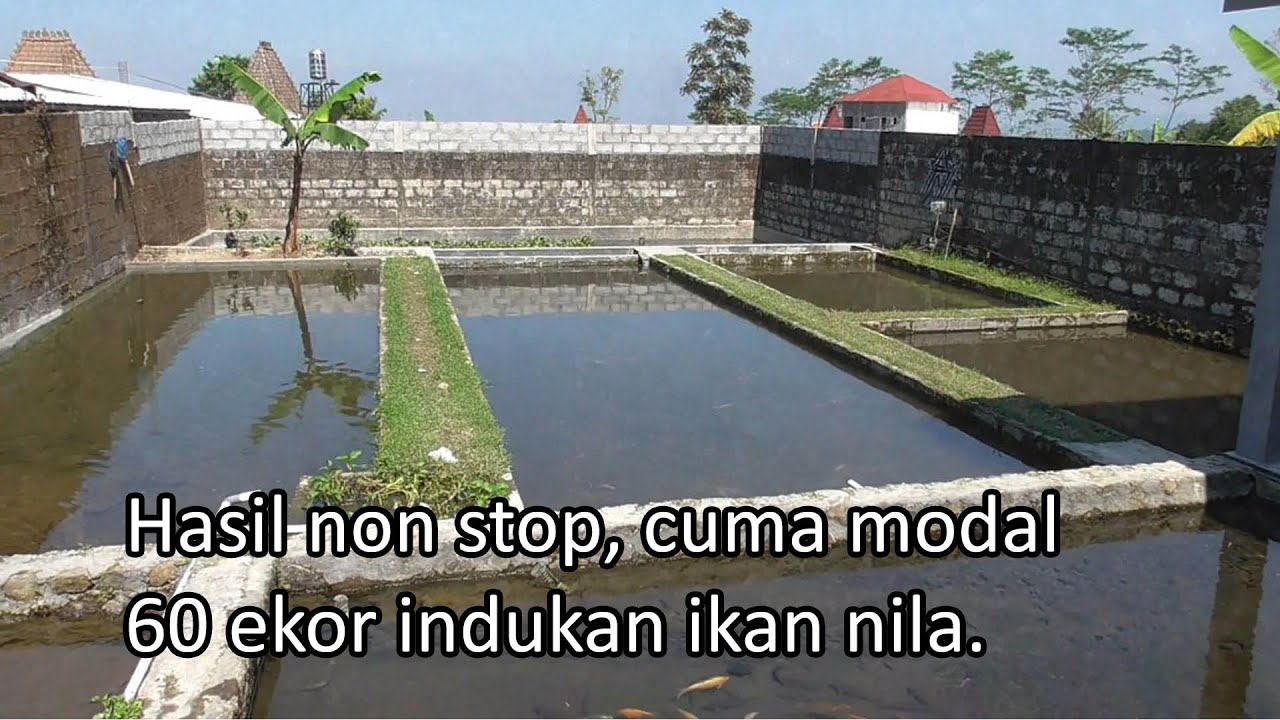 Penjelasan Budidaya Ikan Nila - Ternak Ikan - Pemijahan Pendederan Pembesaran