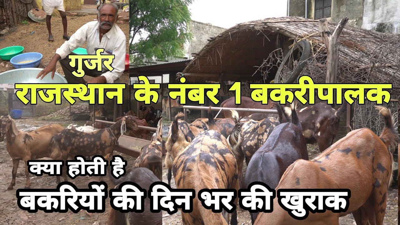 राजस्थान के नंबर 1 बकरीपालक गुर्जर की बकरियों की क्या है दिन भर की खुराक | goat farming in rajasthan