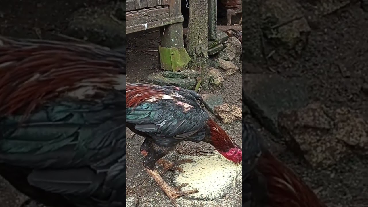 Ayam Yang Sudah Pedot Lebih Baik Untuk Pejantan Saja Agar Anaknya Yang Bisa Meneruskan Jenjang Karir