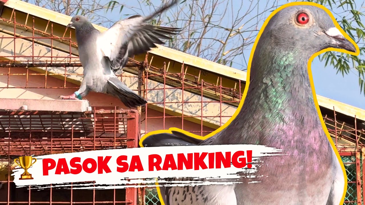 KALAPATING MATANGLAWIN SA TULIN ⚡️