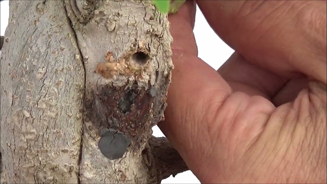 Injerto en Ficus con la tecnica del taladro