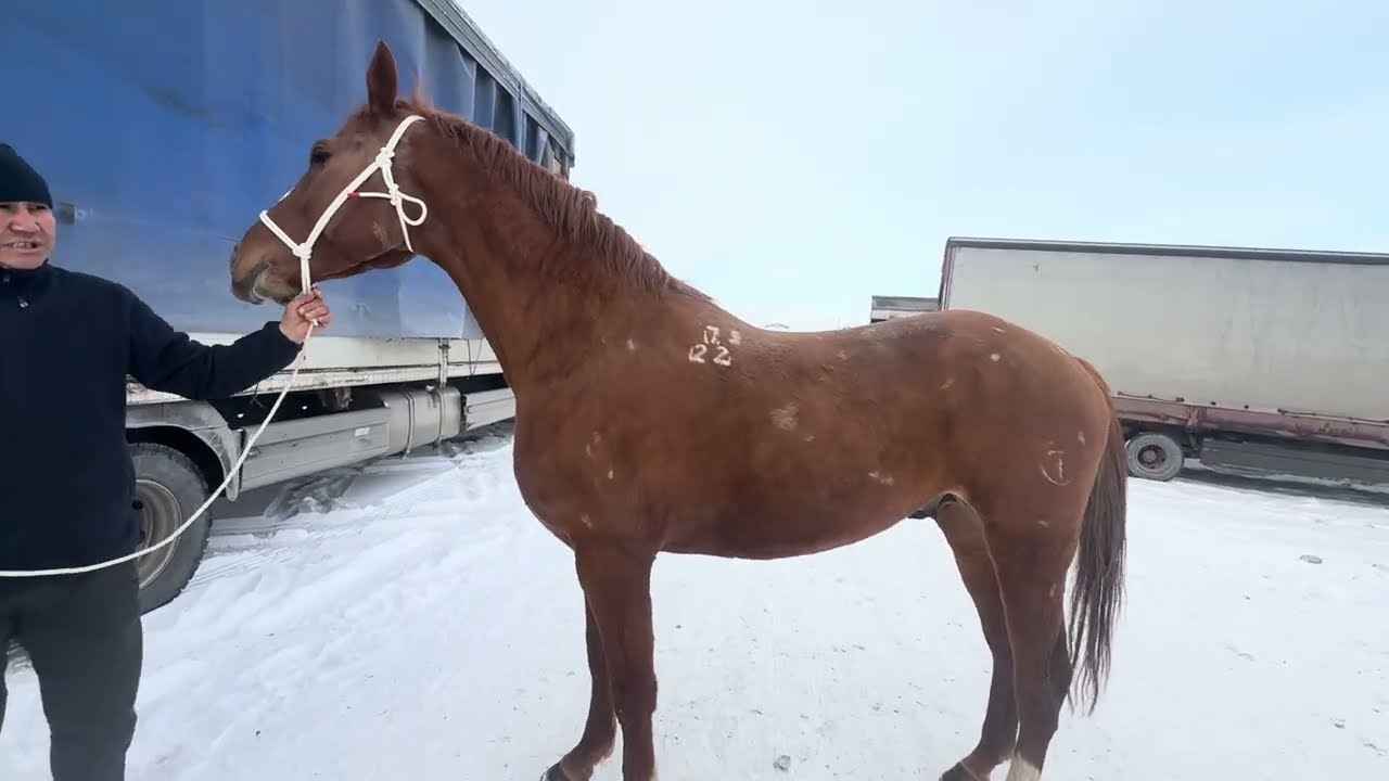 Жылкы базар сокулук мал базары 