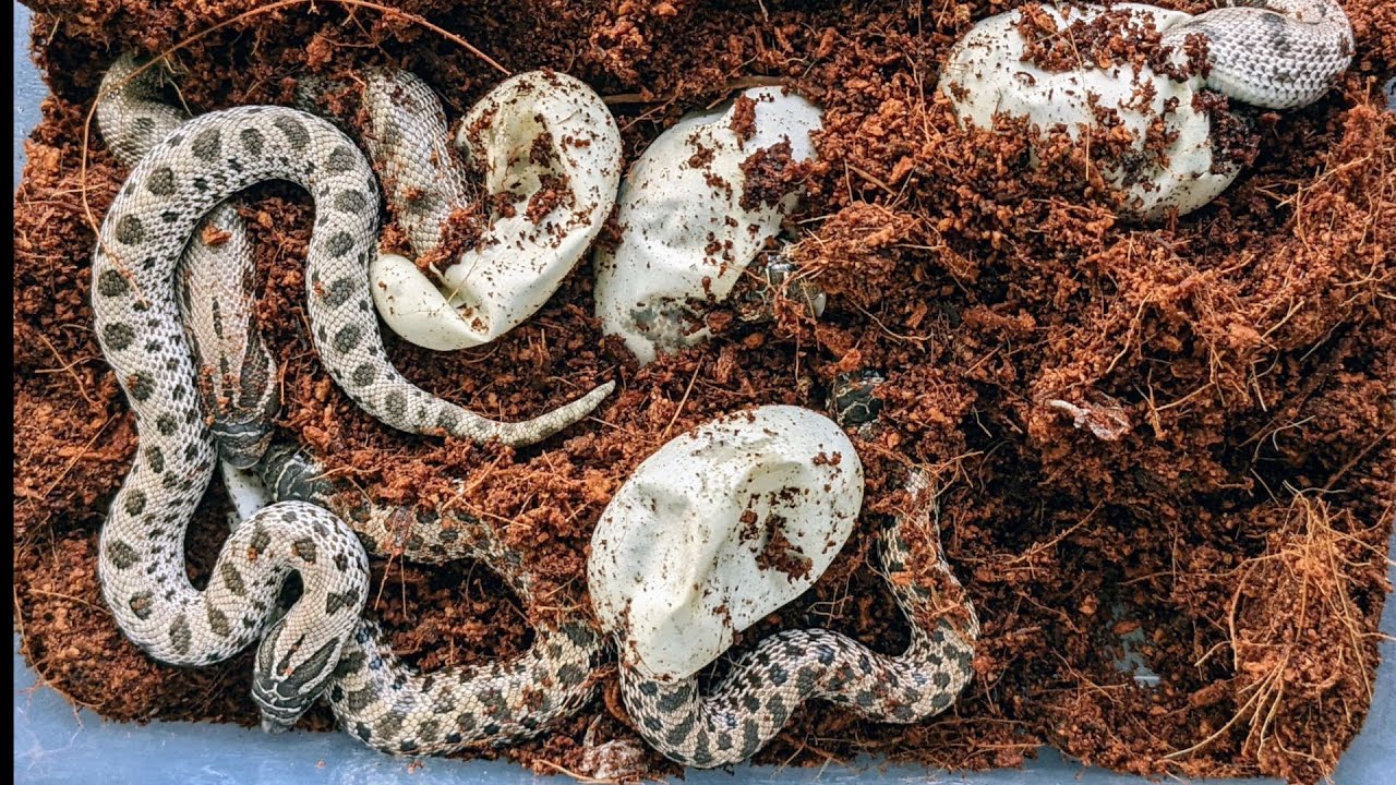 First Hognose Clutch of 2022 Hatching