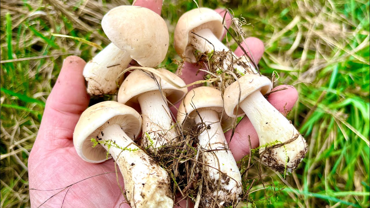 PERRETXIKOS PRIMAVERA 2025 (Calocybe Gambosa)