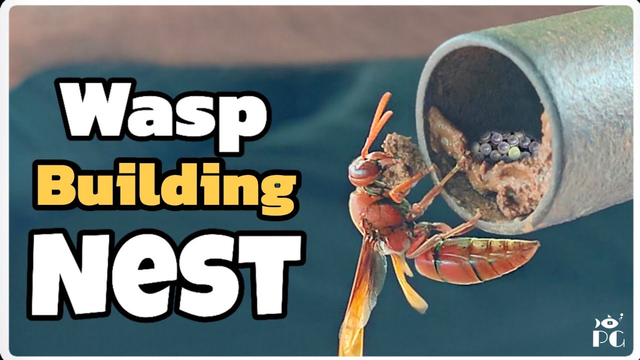 Watch Wasp Making Its Nest • Timelapse • #wasp #Muddauber #muddauberwasp #insect #tinyworld
