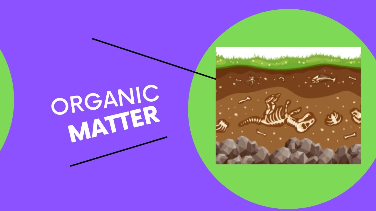 What is organic matter? How is organic matter formed? How does organic matter turn into oil?