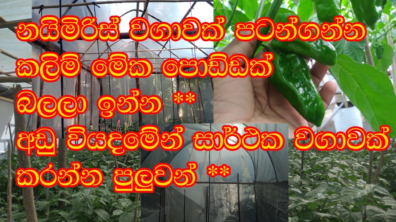 නයිමිරිස් වගාවක් සාර්ථකව පටන් ගන්න.. හොද ආදයමක් ලබාගන්න /  අඩු වියදමෙන් පටන් ගන්න.. #Sl agri tech