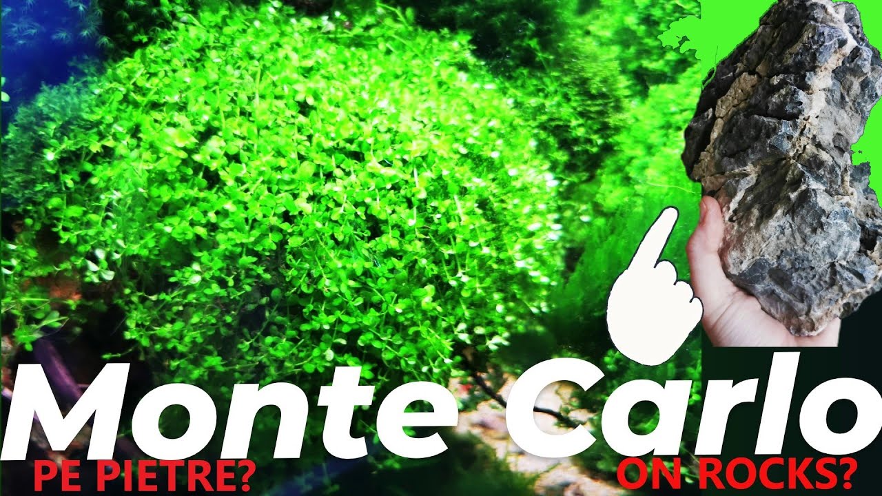 Știai că poți creste? (Did you know you can grow?)