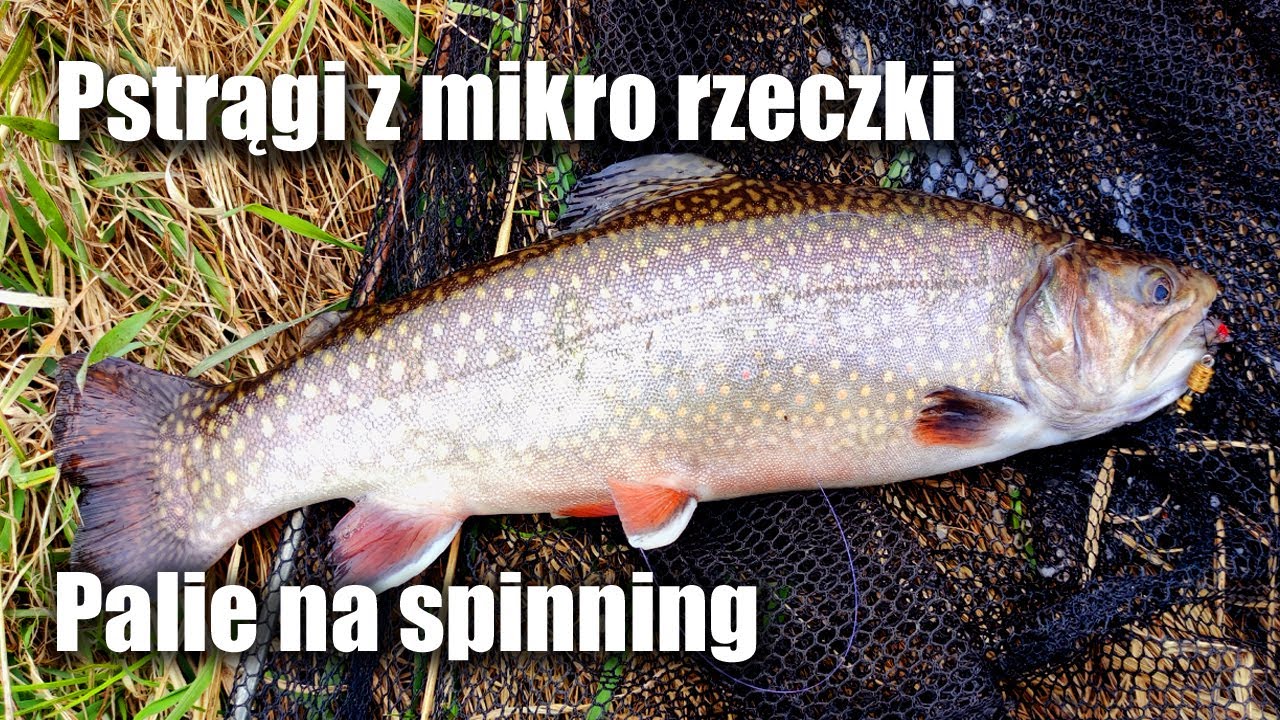 Palikoty z mikro rzeczki | Pstrągi paszoki na błystkę i gumki na małej rzece
