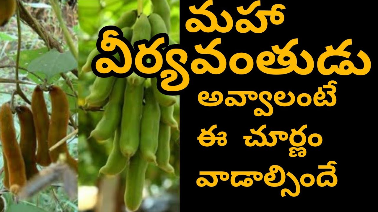 అన్ని బలహీనతలు పోగొట్టే దూలగొండి చూర్ణం| Dulagondi powder uses| Prakruthivanam Lifetv
