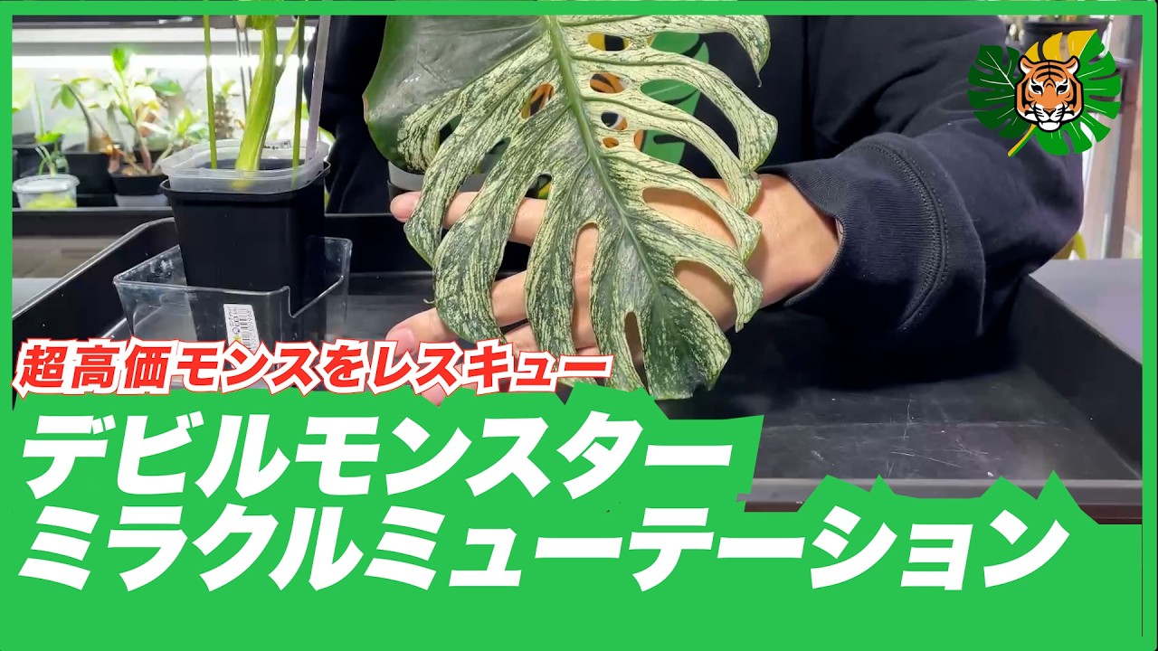 【超高価モンステラ】デビルモンスターとミラクルトリカラーミューテーションをお預かりしてレスキューします!!ここからまた寝られない日々が続きます