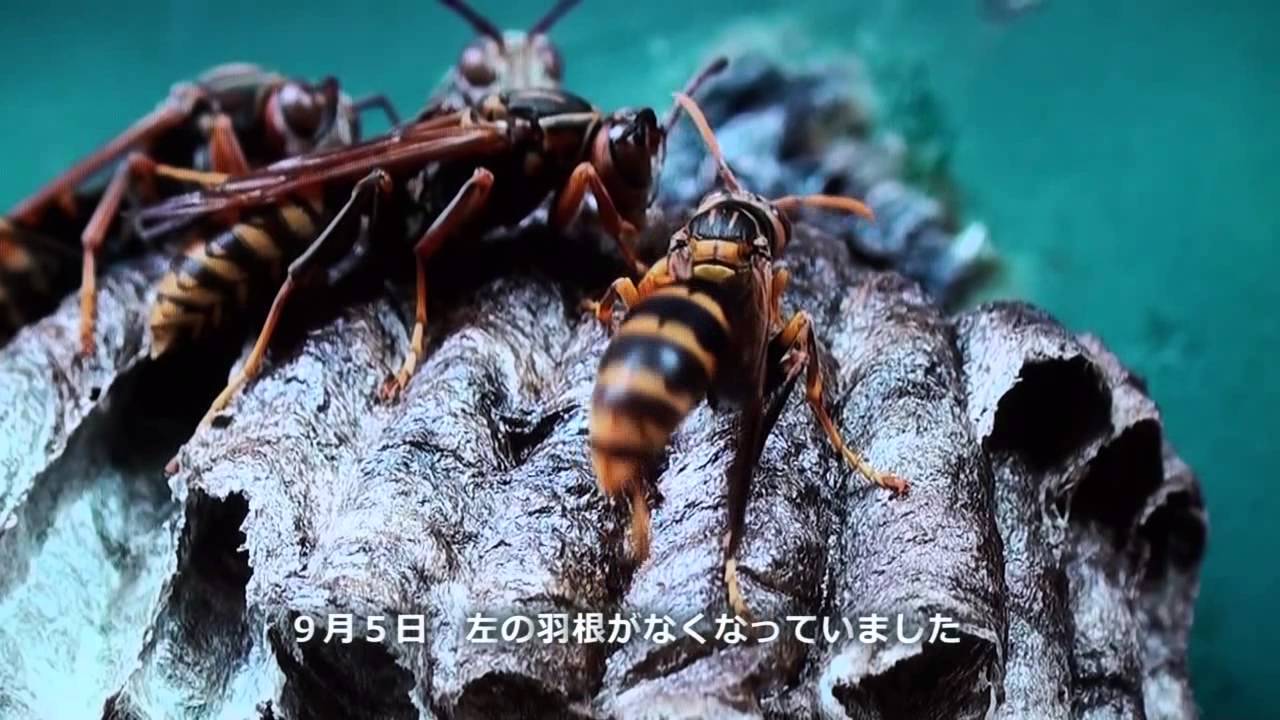 セグロアシナガバチの一生