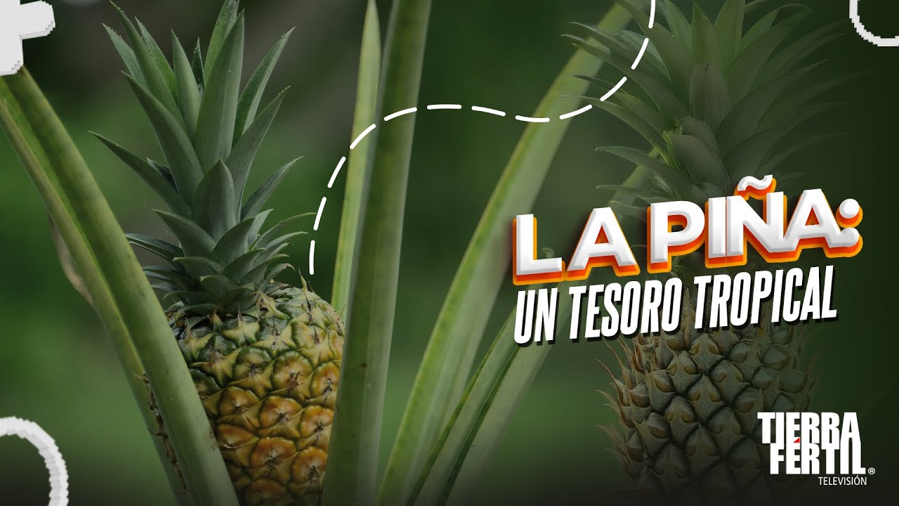 La piña: Un tesoro tropical