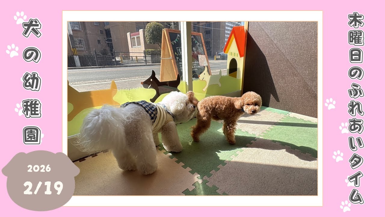 【犬の幼稚園】わんわんようちえん　木曜日のふれあいタイム