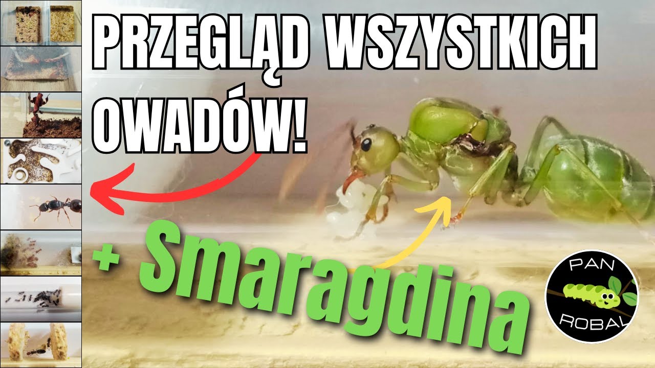 🪳 Karmówki, modliszka i mrówki 🐜 | Co słychać w mojej hodowli? 🍽️