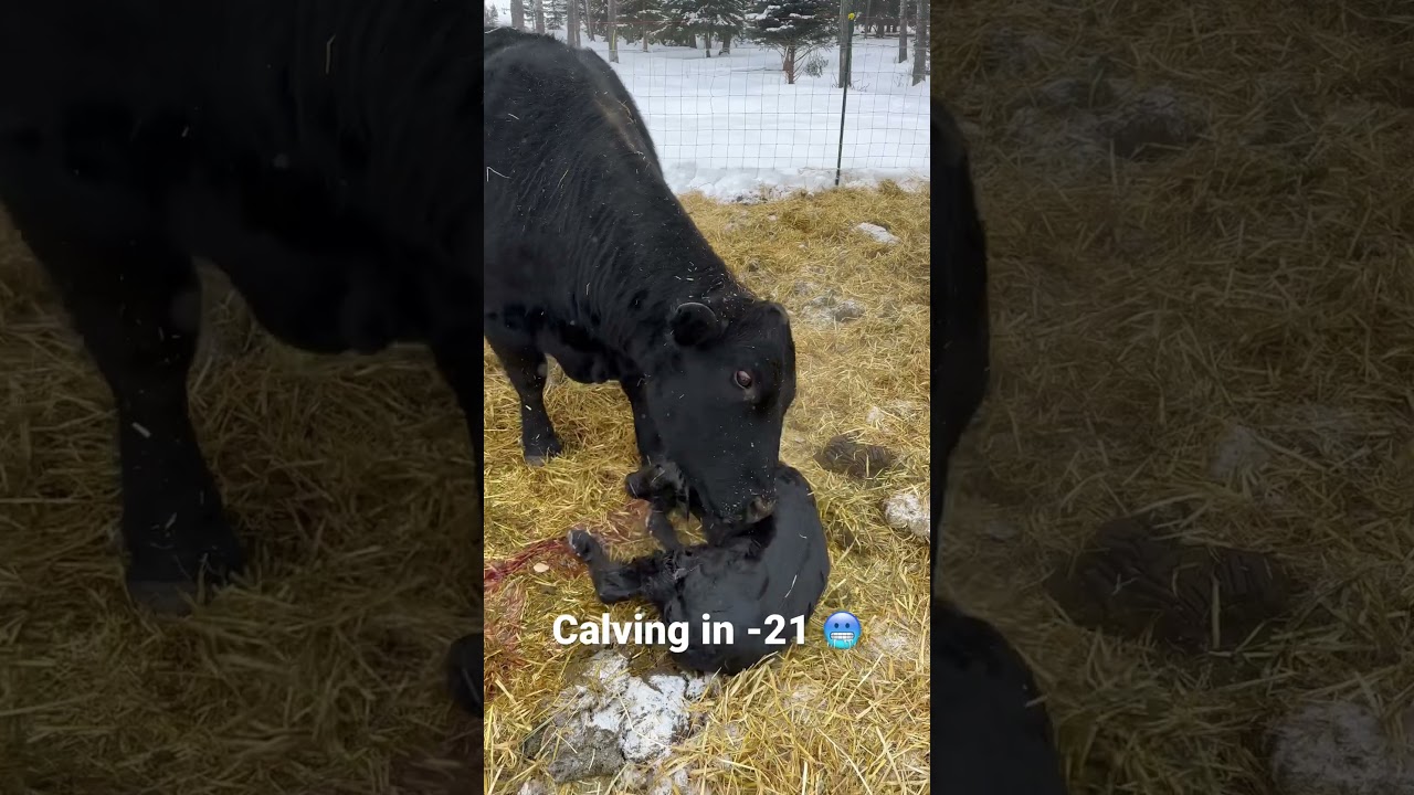 Calving in the cold cold 🥶 #canada #alberta #cattle #ranching #angus #beef #grassfed #happy