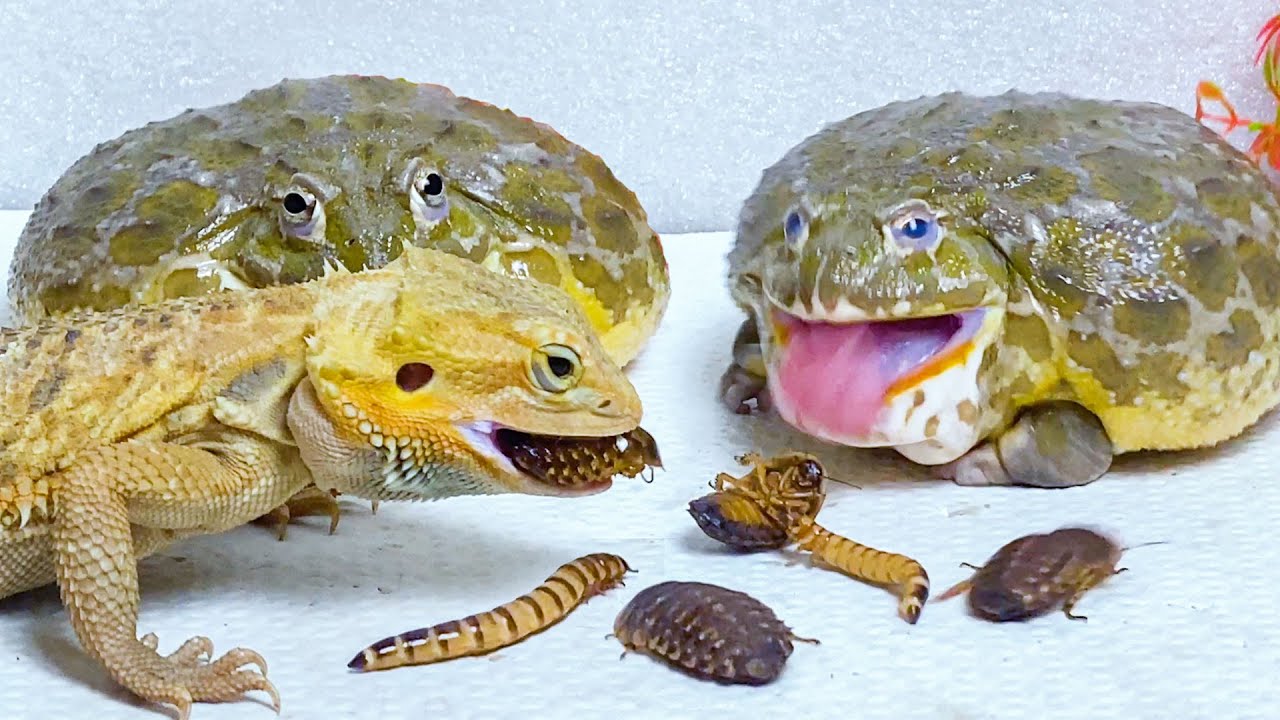 Bearded Dragon & African Bullfrog Tries to Eat Cockroach and Worms! Warning live feeding